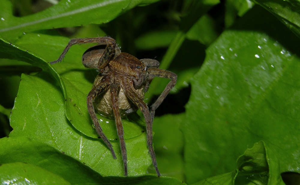 Dolomedes sp.